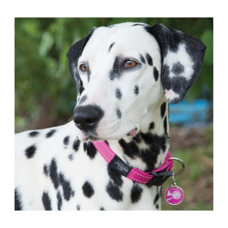 Collar Rogz Classic Rosa per gossos | Calvet Animals i Plantes 2