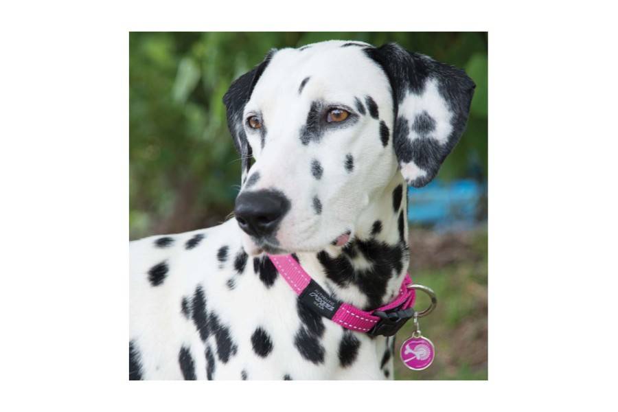 Collar Rogz Classic Rosa per gossos | Calvet Animals i Plantes