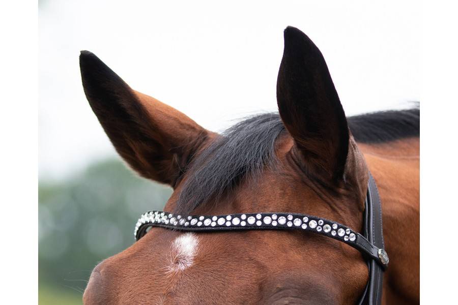 Moralla Muntar QHP Orlando Negra | Calvet Animals i Plantes