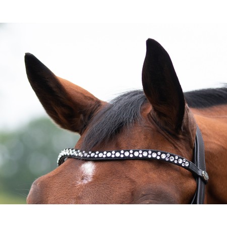 Moralla Muntar QHP Orlando Negra | Calvet Animals i Plantes