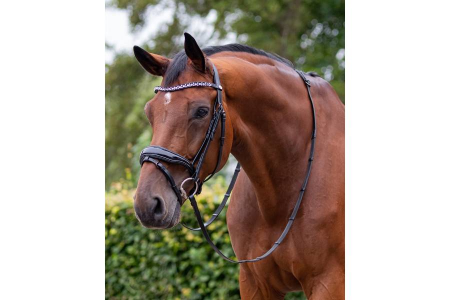 Moralla Muntar QHP Orlando Negra | Calvet Animals i Plantes