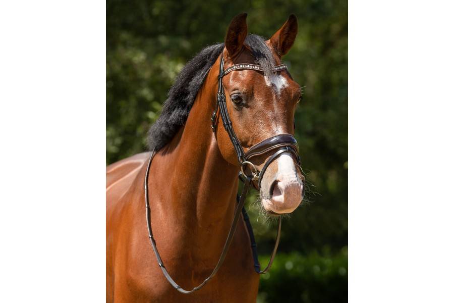 Brida Montar QHP Orlando Negra/Marrón | Calvet Animales y