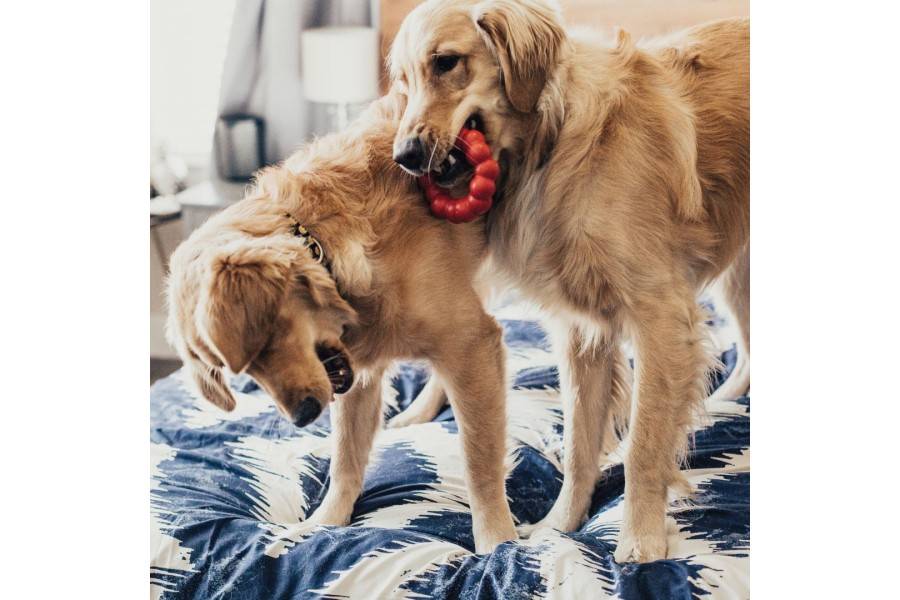 Juguete Perro KONG Ring | Calvet Animales y Plantas