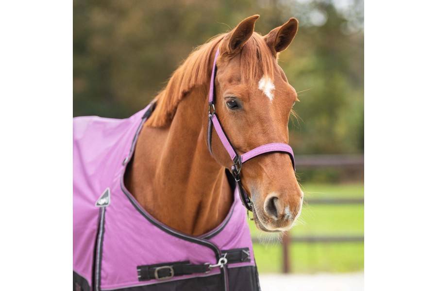 Morralla Quadra QHP + Ramal Collection Gemstone | Calvet Animals i Plantes