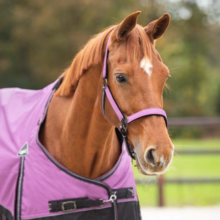 Morralla Quadra QHP + Ramal Collection Gemstone | Calvet Animals i Plantes