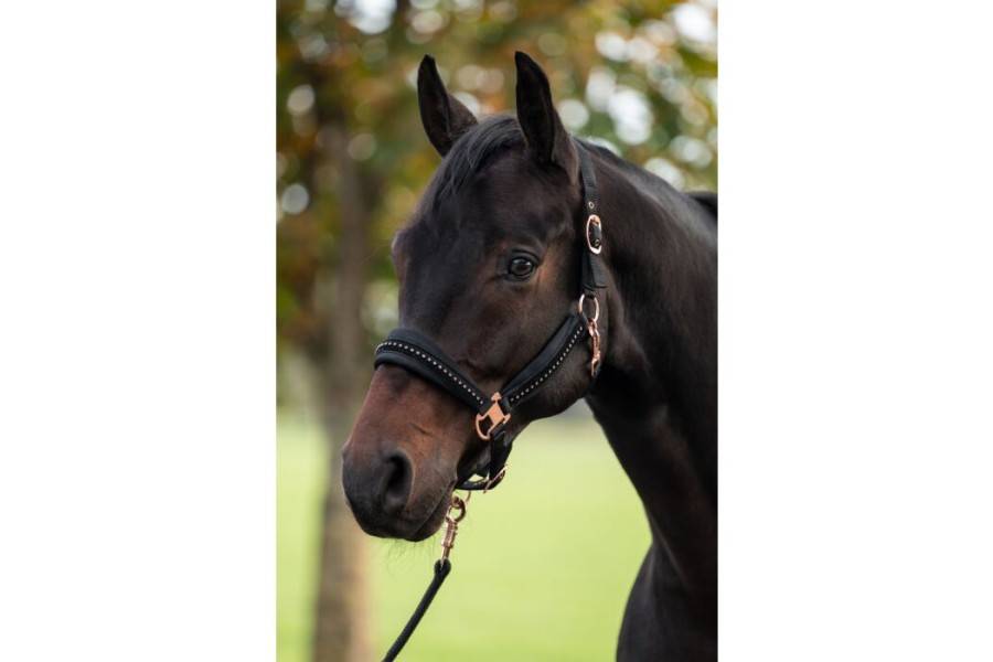 Morralla Quadra HKM Berry Negra/Or Rosa | Calvet Animals i Plantes