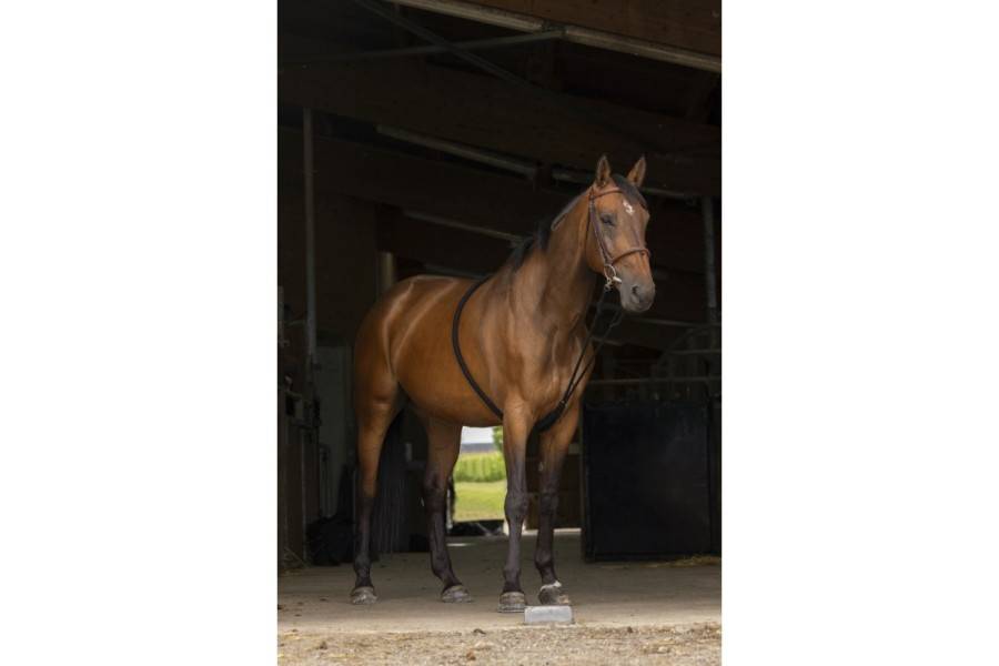 Sistema Dar Cuerda Norton Suave Negro/Azul Marino | Calvet