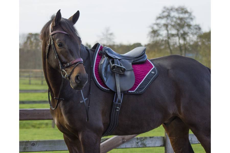 Suador Us General QHP Shiva Burdeos/Negre | Calvet Animals i Plantes