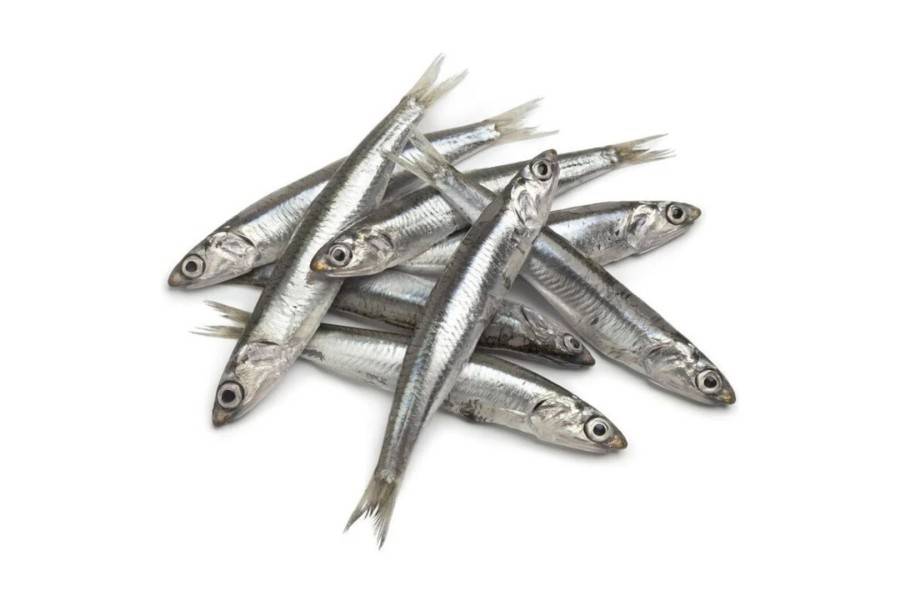 Boquerones Hobbit Alf | Calvet Animales y Plantas