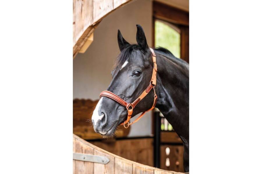 Morralla Quadra HKM Edinburgh Brandy | Morralles