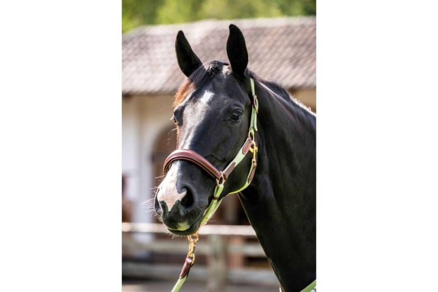  Cabezadas cuadra | Cabezada Cuadra HKM Edinburgh Pistacho |